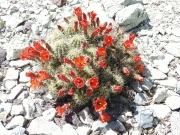 BarrelCactus