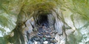 bearcat_litter2