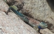 color_lizard
