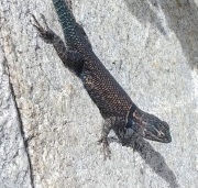 color_lizard2