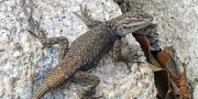 lizard_brown