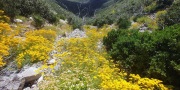lutz_yellowflowers